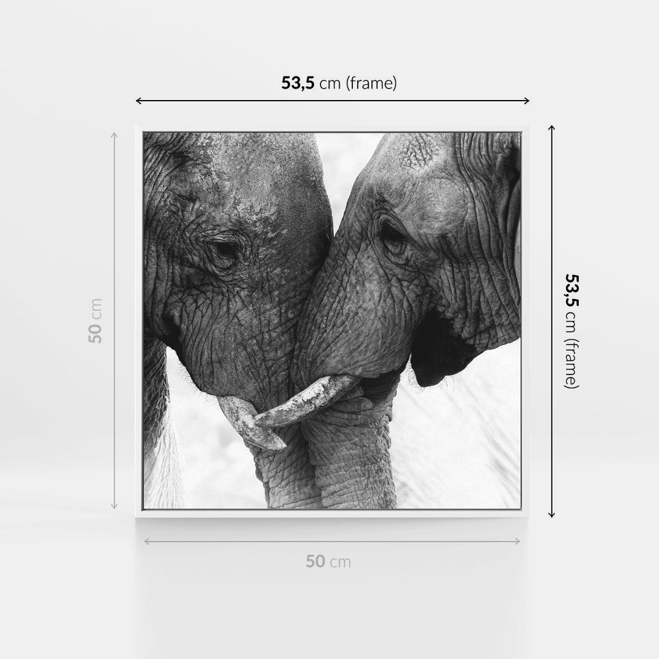 Obraz w ramie 50x50 - Spotkanie Mądrości - fotografia czarno biała, dwa słonie - rama biała