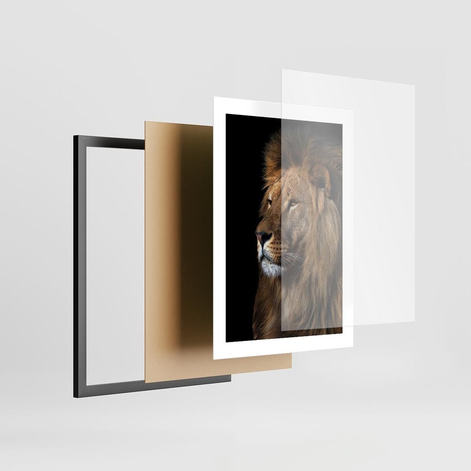 Plakat w ramie 30x40 - Władca Dzikiej Przyrody - lew, król - rama czarna