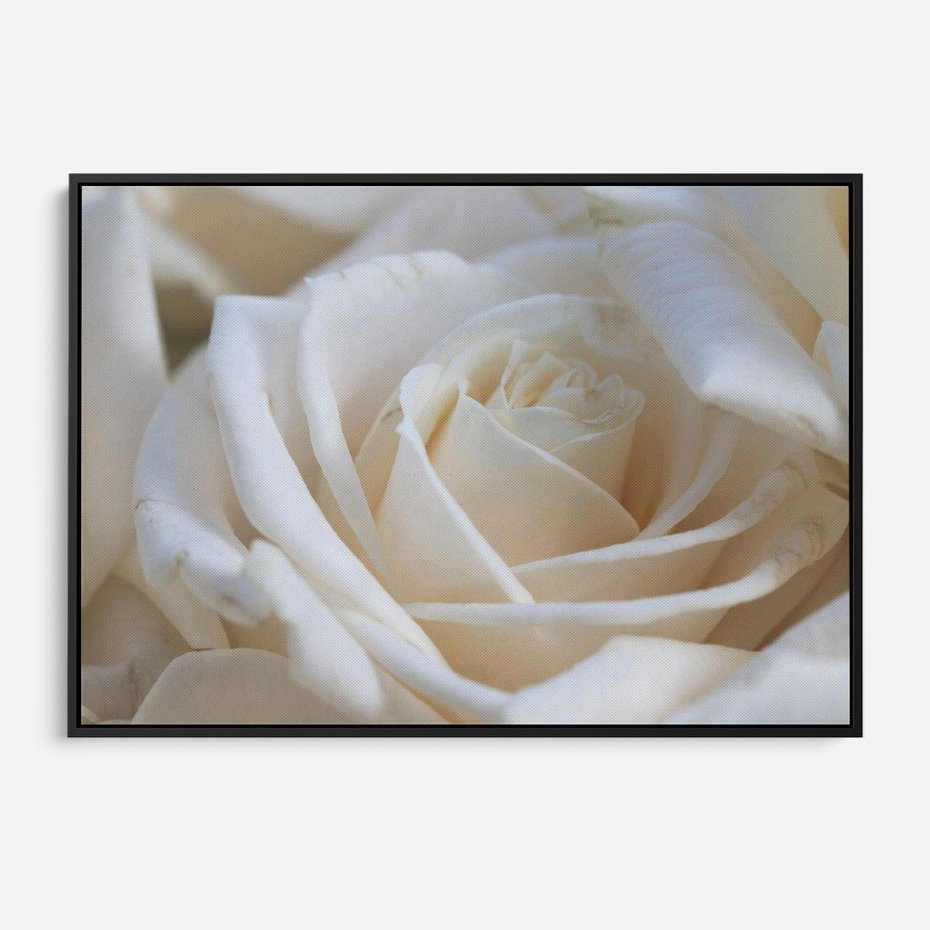 Obraz w ramie 70x50 - Białe róże piękności - białe, róże - rama czarna