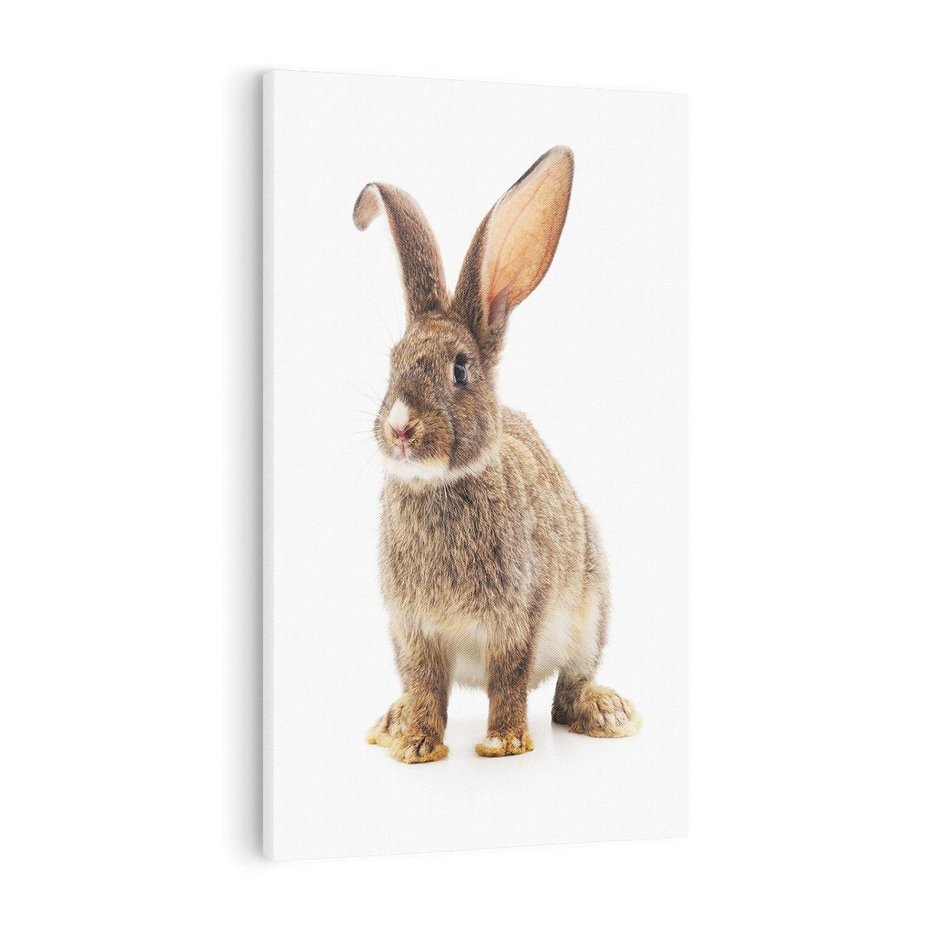 Obraz na płótnie 70x100 - Delikatna Zwierzęca Uroda - królik, zwierzę