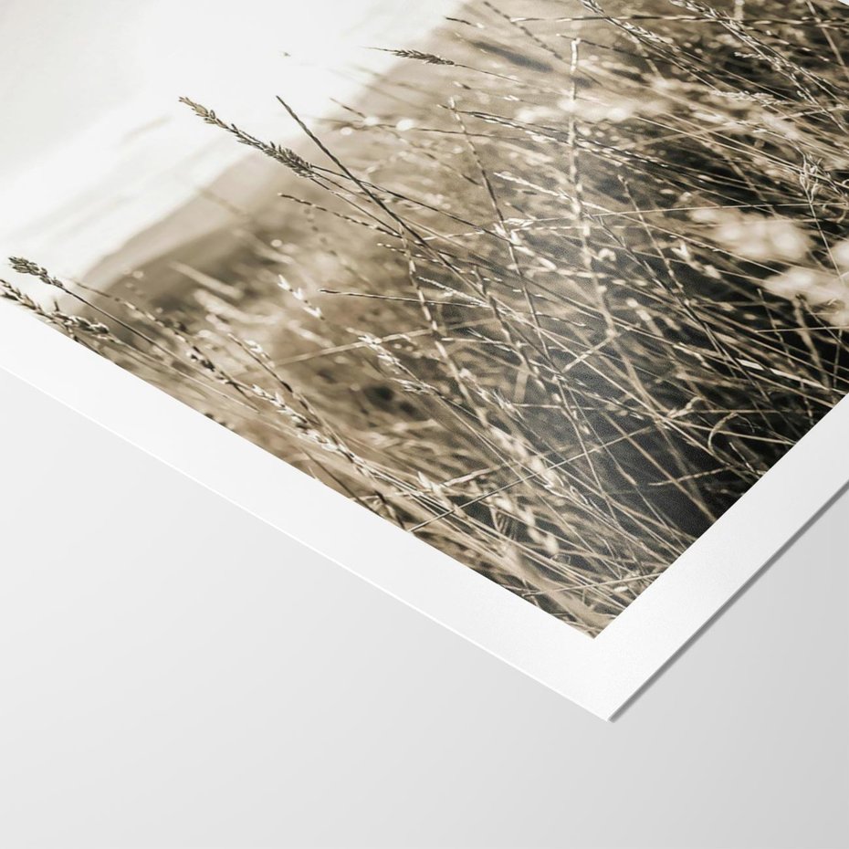 Plakat bez ramy 30x40 - Łąka w Klimacie Sepii - suche trawy, łąka
