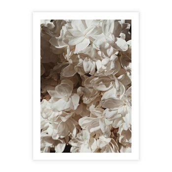 Plakat bez ramy 21x30 - Płatki w Detalu - białe kwiaty, zbliżenie