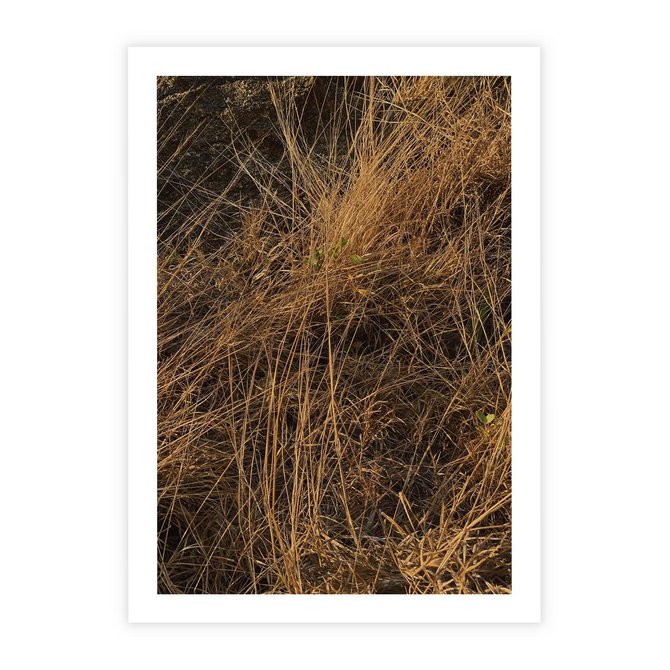 Plakat bez ramy 21x30 - Szlachetna Suchość Traw - trawy, suche trawy
