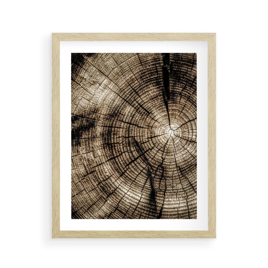 Plakat w ramie 40x50 - Natura Pod Lupą - pień drzewa, przekrój - rama drewno