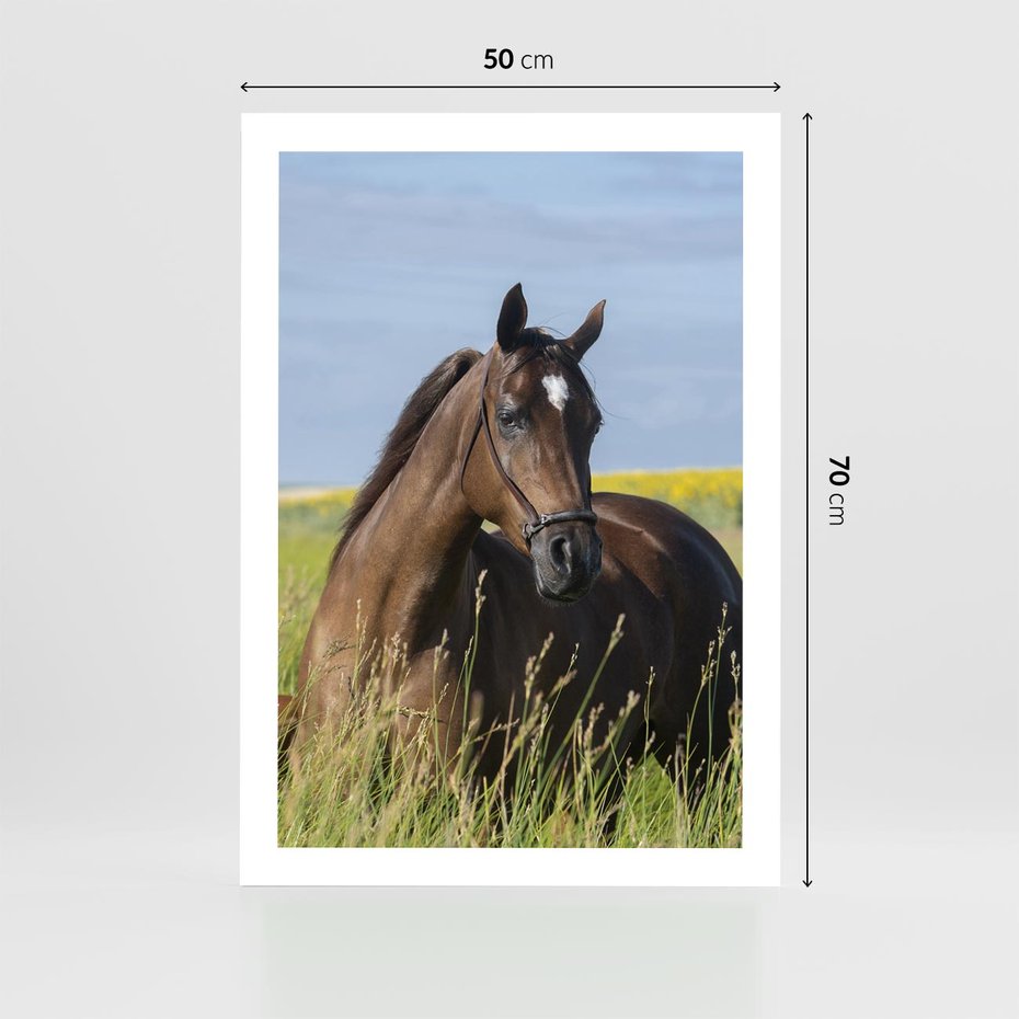 Plakat bez ramy 50x70 - Siła i piękno natury - koń, łąka