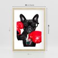 Plakat w ramie 30x40 - Boksujący mops - pies - boks, mops - rama drewno