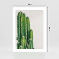 Plakat bez ramy 30x40 - Minimalistyczne Kaktusy na Białym Tle - kaktusy, minimalistyczna fotografia
