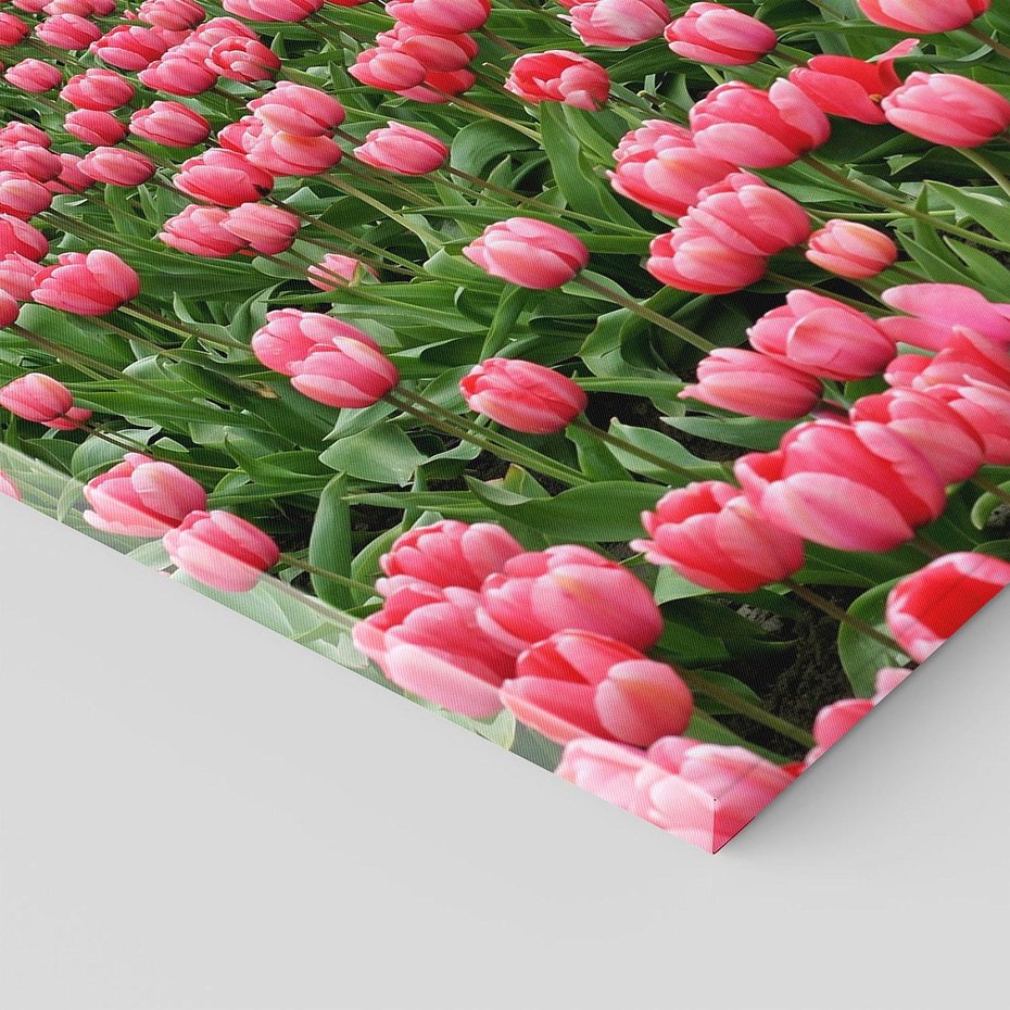 Obraz na płótnie 70x50 - Tulipanowe Elegancja - tulipany, kwiat