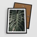 Plakat w ramie 50x70 - Majestatyczny Liść Monstery - liść monstery, majestatyczny liść - rama czarna