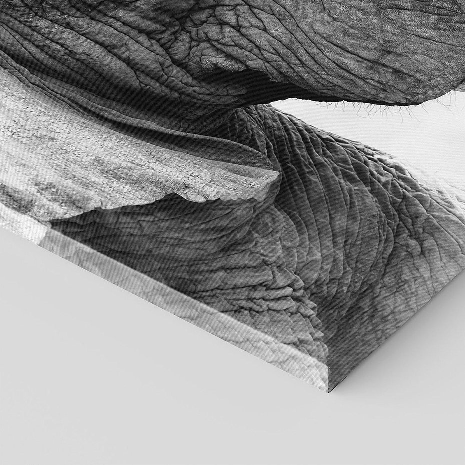 Obraz na płótnie 120x60 - Spotkanie Mądrości - fotografia czarno biała, dwa słonie