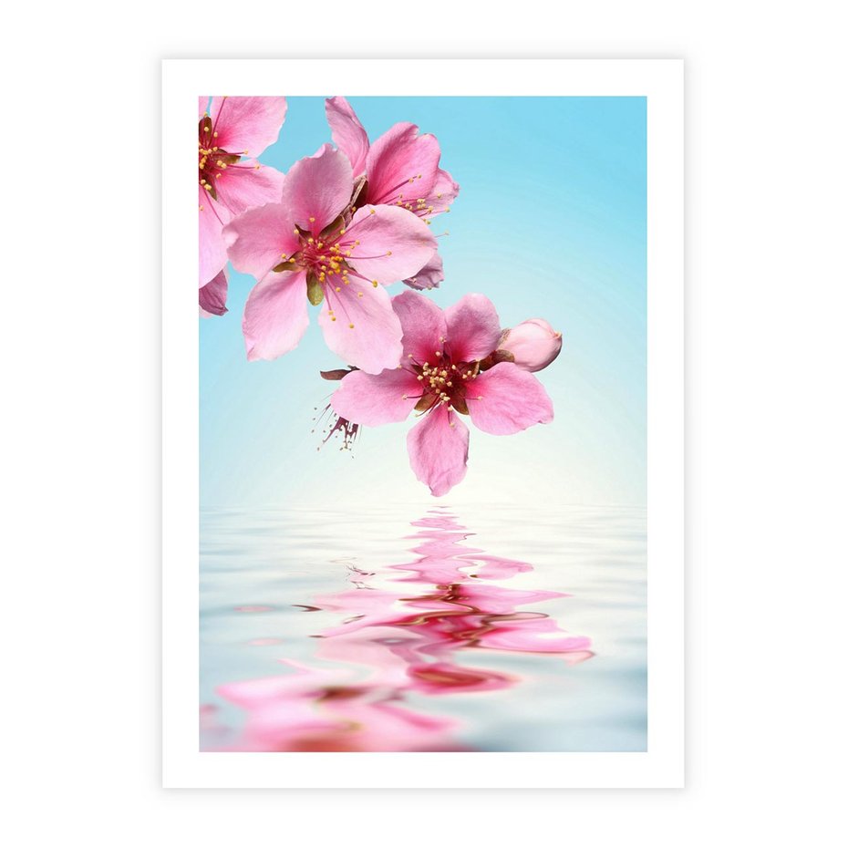 Plakat bez ramy 21x30 - Magia kwitnącej wiśni - kwitnąca, wiśnia