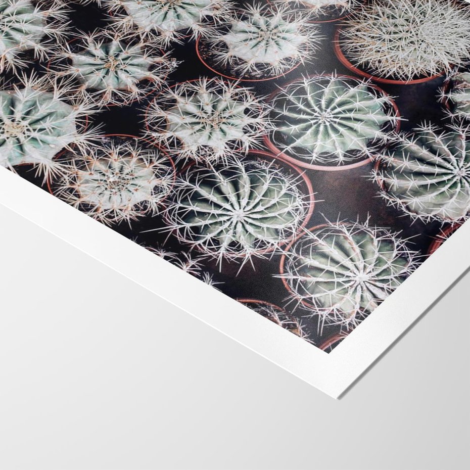 Plakat bez ramy 50x70 - Wzór Kaktusów - kaktusy w doniczkach, ujęcie z góry