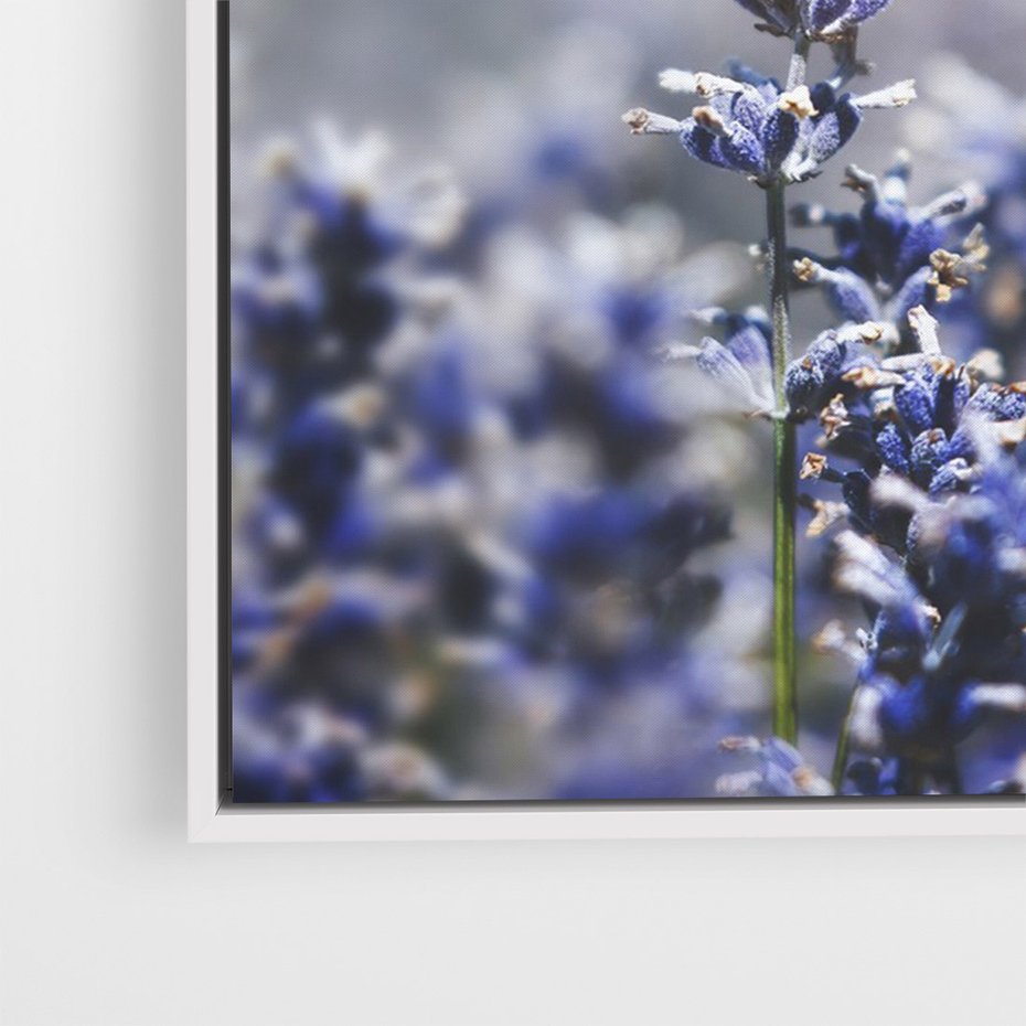 Obraz w ramie 50x70 - Delikatna Uroda Natury - wrzosy, fiolet - rama biała