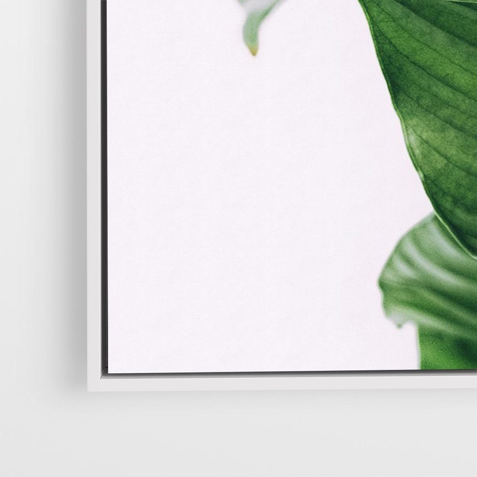 Obraz w ramie 70x50 - Zielone liście monstery - liście, monstera - rama biała