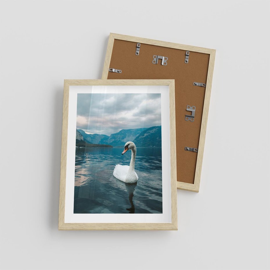 Plakat w ramie 30x40 - Łabędzi Śpiew - fotografia, plakat - rama drewno