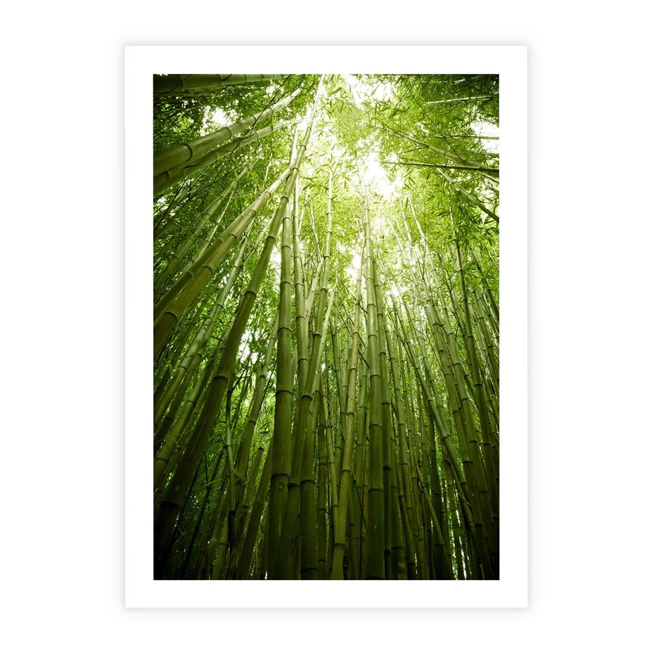 Plakat bez ramy 40x50 - Siła Natury - drzewa, las