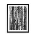 Plakat w ramie 50x70 - Kontrast Monochromatyczny - brzozy, czarno - rama czarna