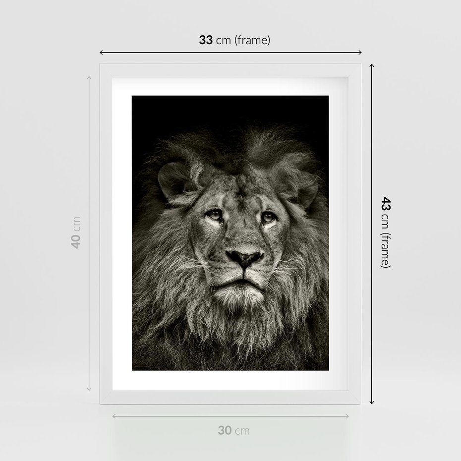 Plakat w ramie 30x40 - Moc lewego spojrzenia - lew, czarno - rama biała