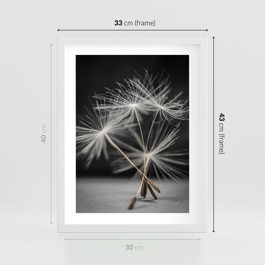 Plakat w ramie 30x40 - Delikatność dmuchawców zbliżenie - dmuchawce, zbliżenie - rama biała