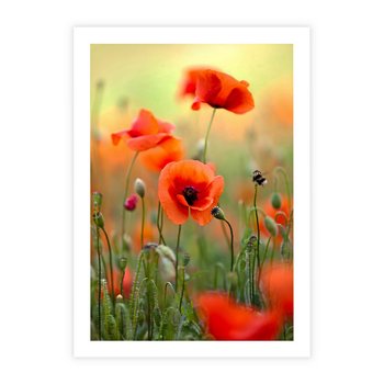 Plakat bez ramy 21x30 - Makowa Pasja - maki, kwiaty