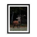 Plakat w ramie 50x70 - Spotkanie z naturą - jeleń, las - rama czarna