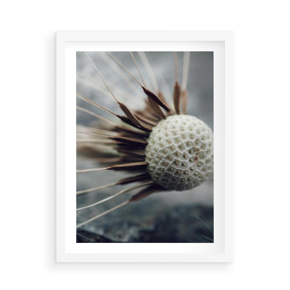 Plakat w ramie 50x70 - Makro Dmuchawiec - dmuchawiec, zbliżenie - rama biała