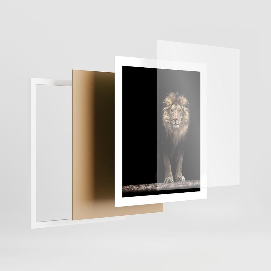Plakat w ramie 40x50 - Lew: dzikie piękno natury - lew, dzikie - rama biała