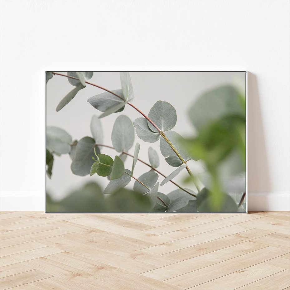 Obraz w ramie 100x70 - Liście eukaliptusa w naturze - eukaliptus, liście - rama biała