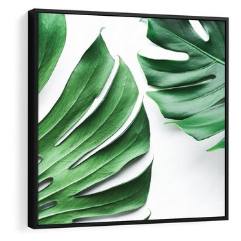 Obraz w ramie 50x50 - Monstera - Liście Kwiaty - monstera, liście - rama czarna