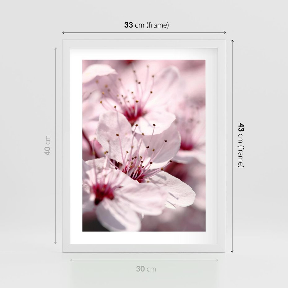 Plakat w ramie 30x40 - Kwitnąca Wiśnia - kwiaty, kwitnąca - rama biała