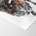 Plakat bez ramy 50x70 - Zimowy Władca Puszczy - żubr, bizon