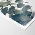 Plakat bez ramy 21x30 - ukaliptusowa Harmonia - liście eukaliptusa