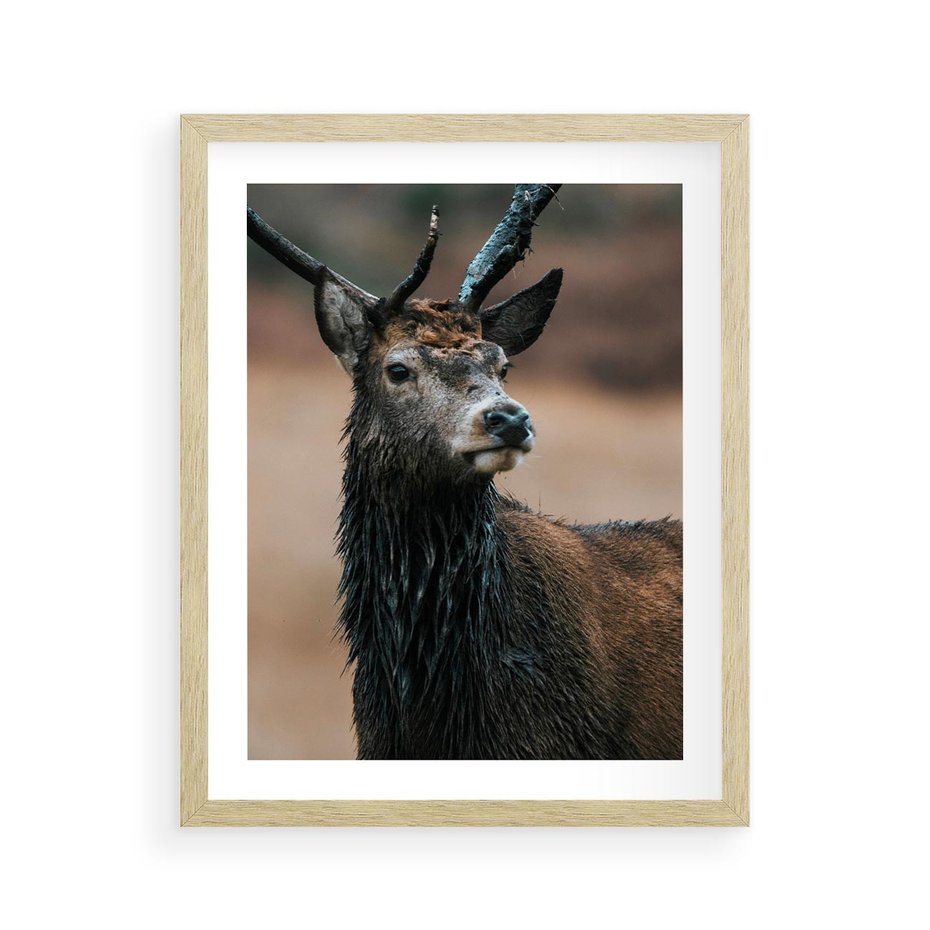 Plakat w ramie 40x50 - Spokojny jeleń - jeleń, las - rama drewno
