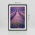 Plakat w ramie 50x70 - Pole Lawendy w Pełnej Krasie - pole lawendy, kompozycja - rama czarna