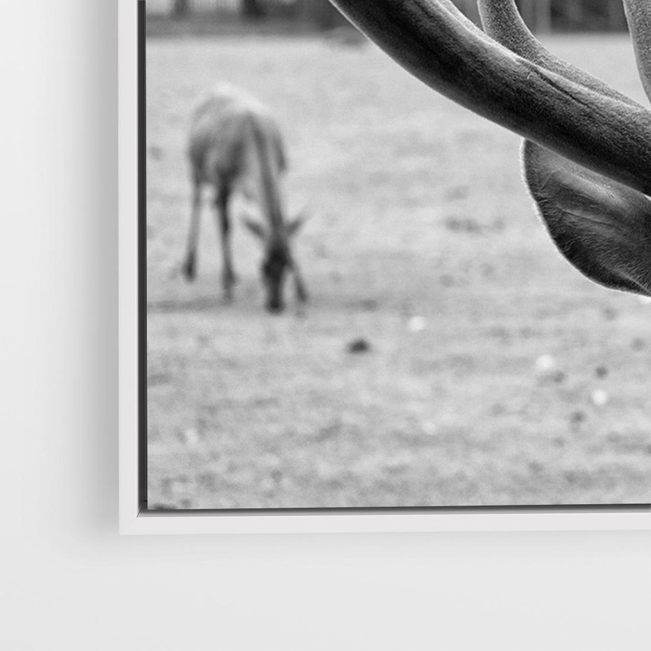 Obraz w ramie 70x50 - Przygubione motyle marzeń - fotografia czarno biała, młody jeleń w zagrodzie - rama biała