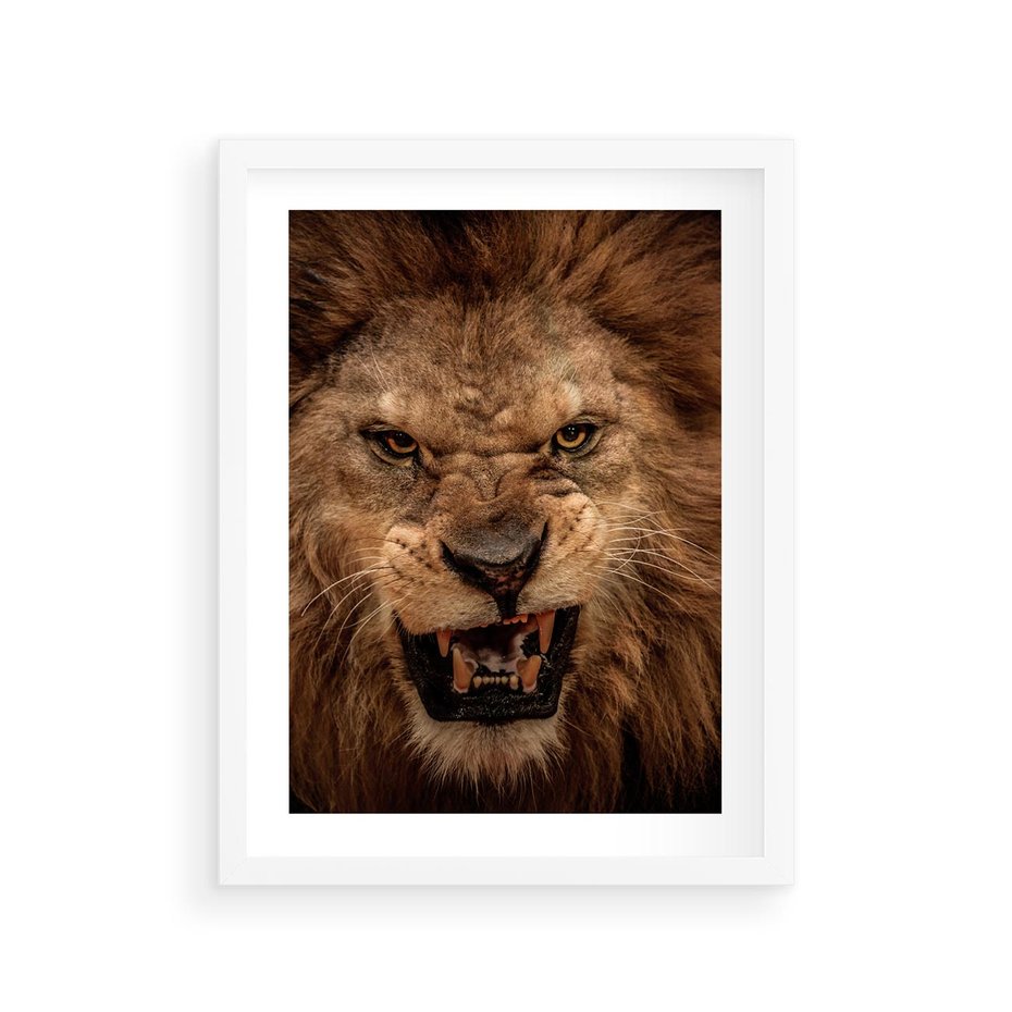 Plakat w ramie 30x40 - Władca Sawanny - lew, sawanna - rama biała