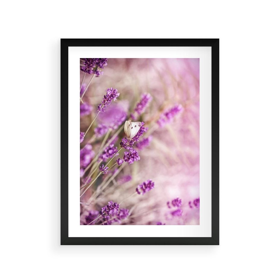 Plakat w ramie 30x40 - Majestat lawendy: fioletowe pola - lawenda, fiolet - rama czarna