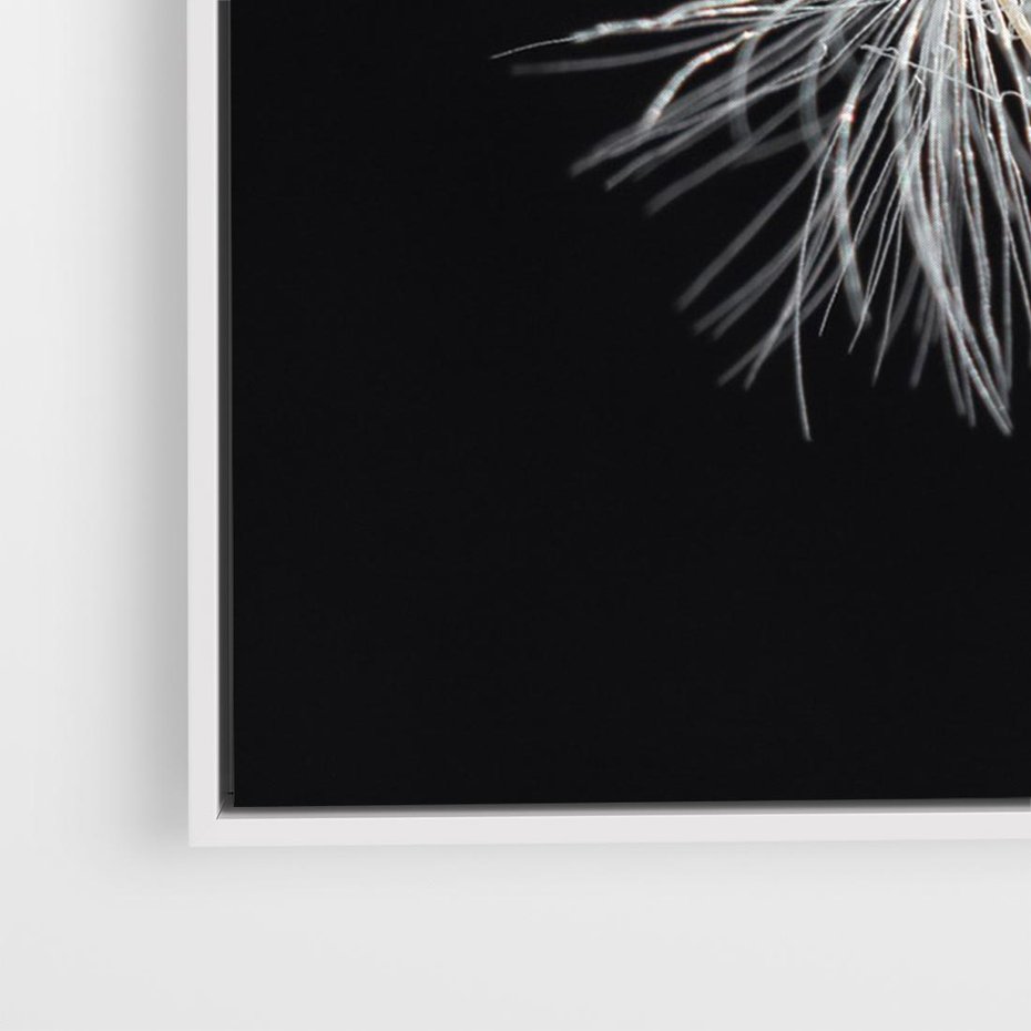 Obraz w ramie 100x70 - Delikatność Wiatru - dmuchawce, makro - rama biała