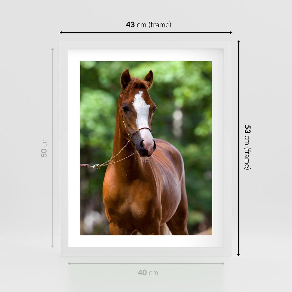 Plakat w ramie 40x50 - Portret Szlachetnego Konia - koń, portret - rama biała