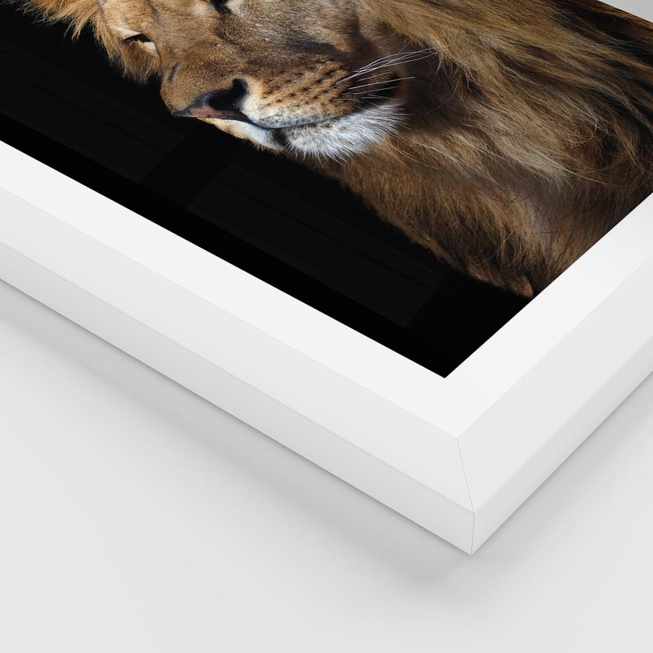 Plakat w ramie 40x50 - Władca Dzikiej Przyrody - lew, król - rama biała