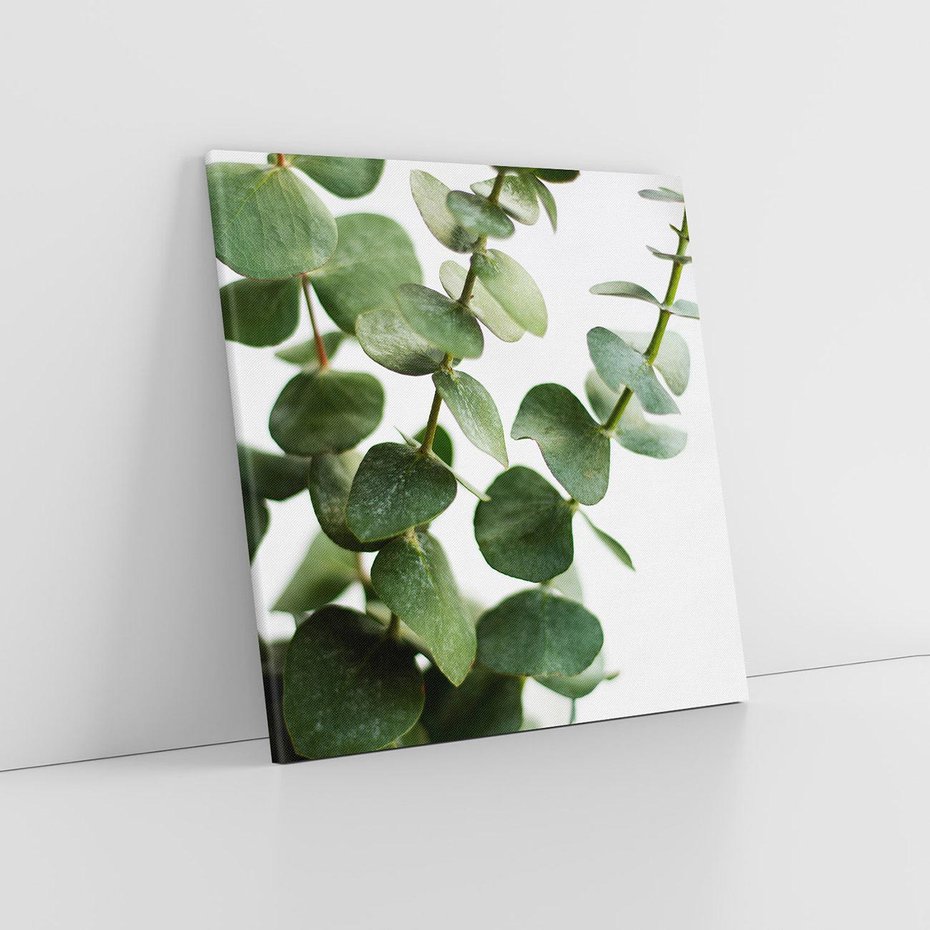 Obraz na płótnie 60x60 - Zielone eukaliptusy - eukaliptus, liście