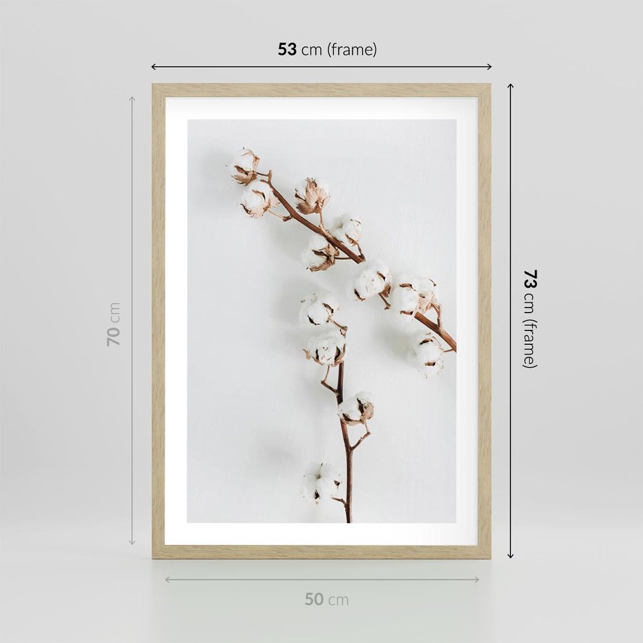Plakat w ramie 50x70 - Gałęzie Bawełny na Białym Tle - gałęzie bawełny na białym tle, minimalizm - rama drewno