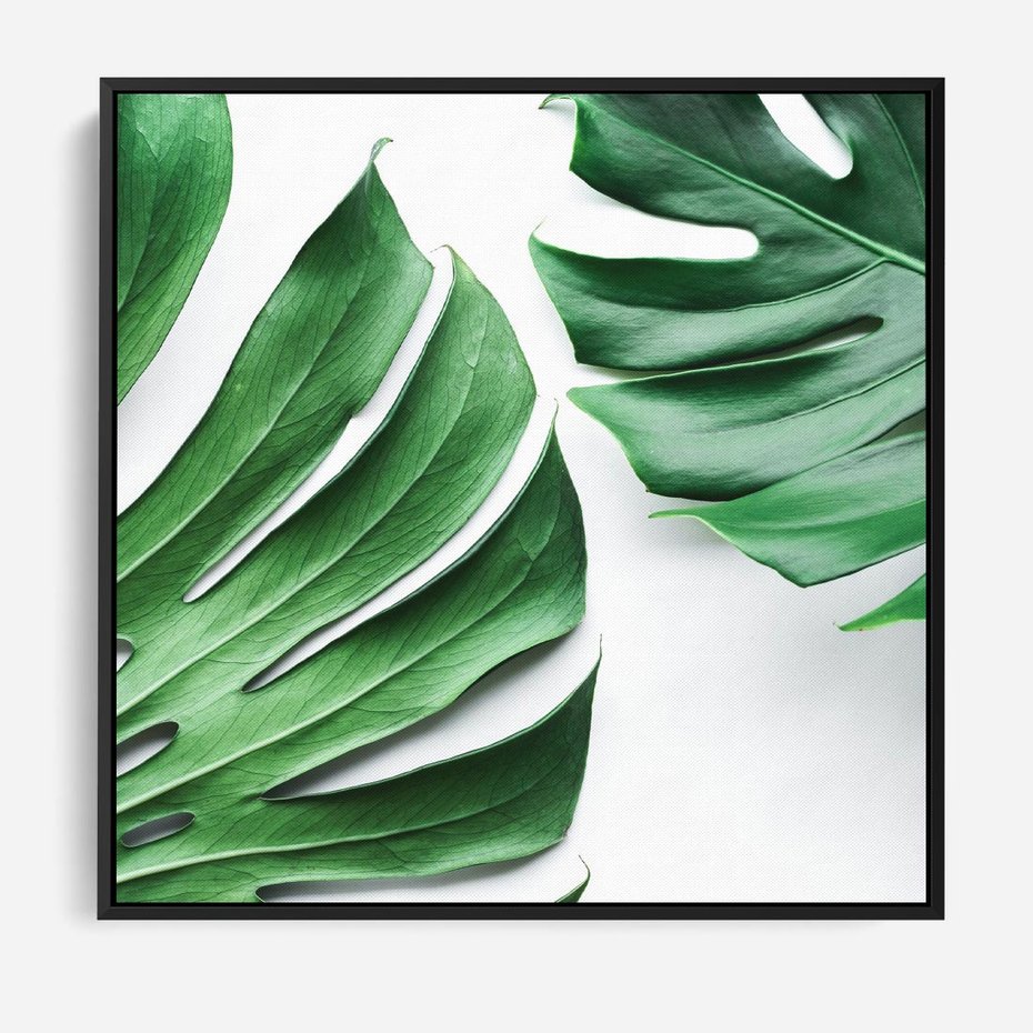 Obraz w ramie 50x50 - Monstera - Liście Kwiaty - monstera, liście - rama czarna