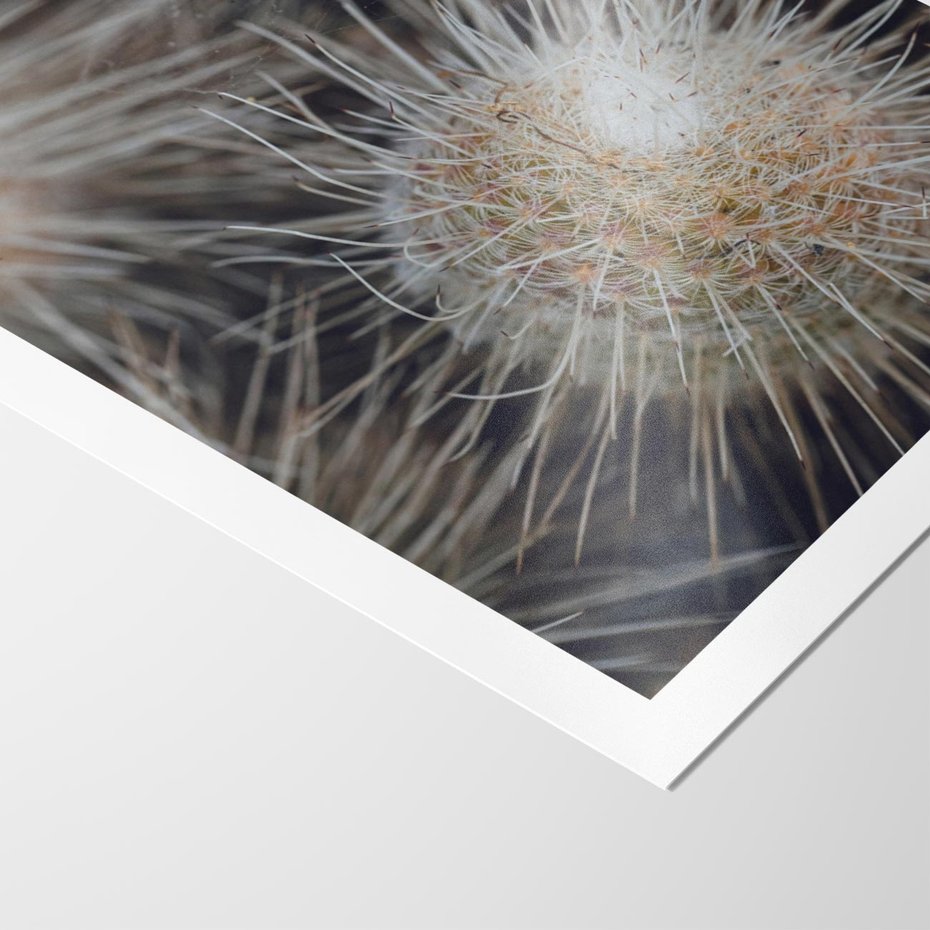 Plakat bez ramy 21x30 - Ulotna Piękność Natury - makro, dmuchawce