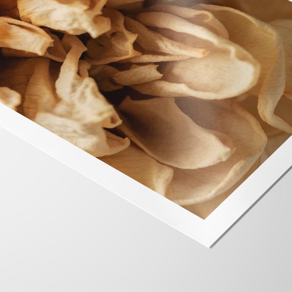 Plakat bez ramy 40x50 - Zjawiskowe zasuszone kwiaty - zasuszone, kwiaty