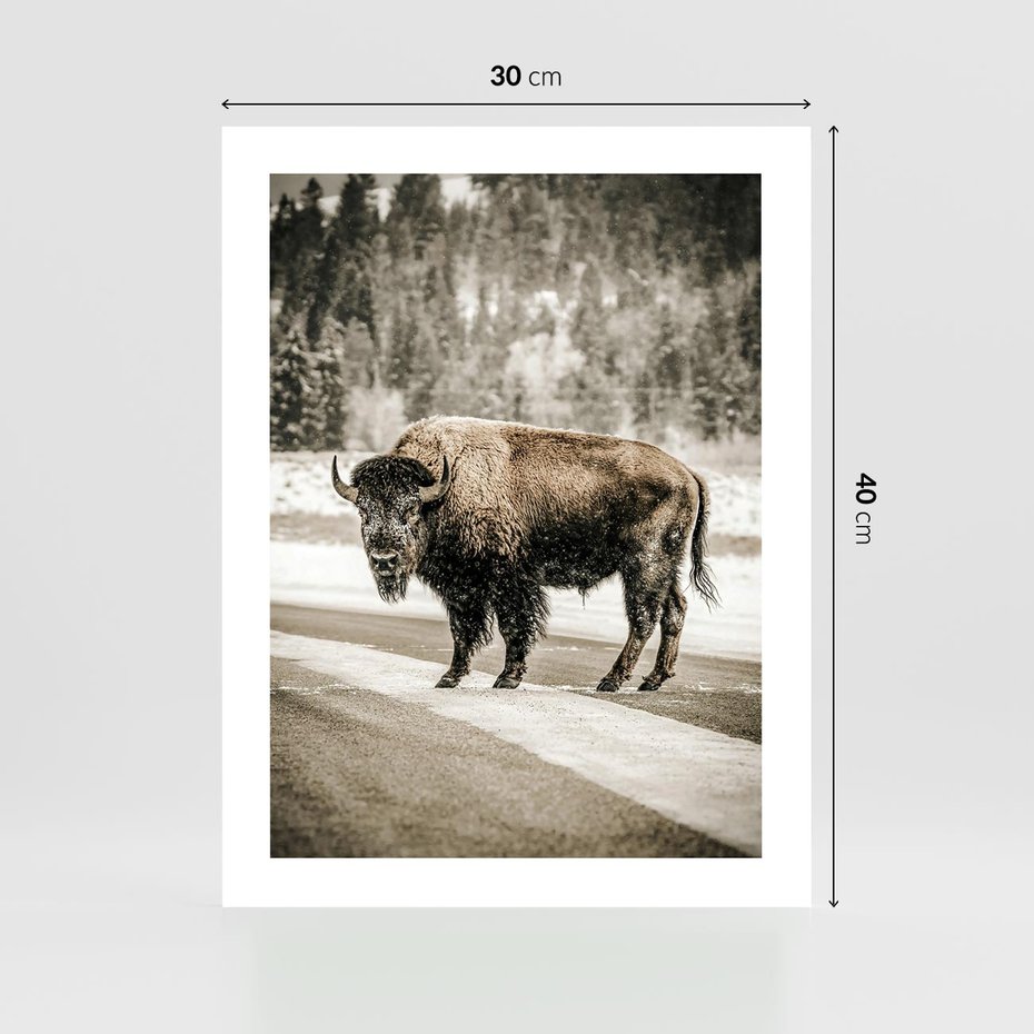 Plakat bez ramy 30x40 - Spotkanie z Żubrem na Leśnej Drodze - żubr, las