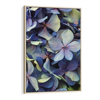 Obraz w ramie 70x100 - Hortensja - delikatność kwiatów - hortensja, kwiaty - rama drewno