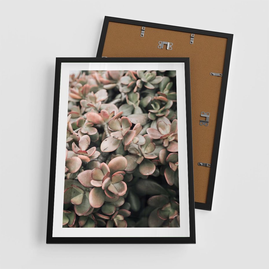 Plakat w ramie 50x70 - Sukulentowa Prostota - sukulenty, zielone liście - rama czarna