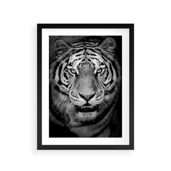 Plakat w ramie 50x70 - Tygrys Czarno-Biały: Siła i Delikatność - tygrys, czarno - rama czarna