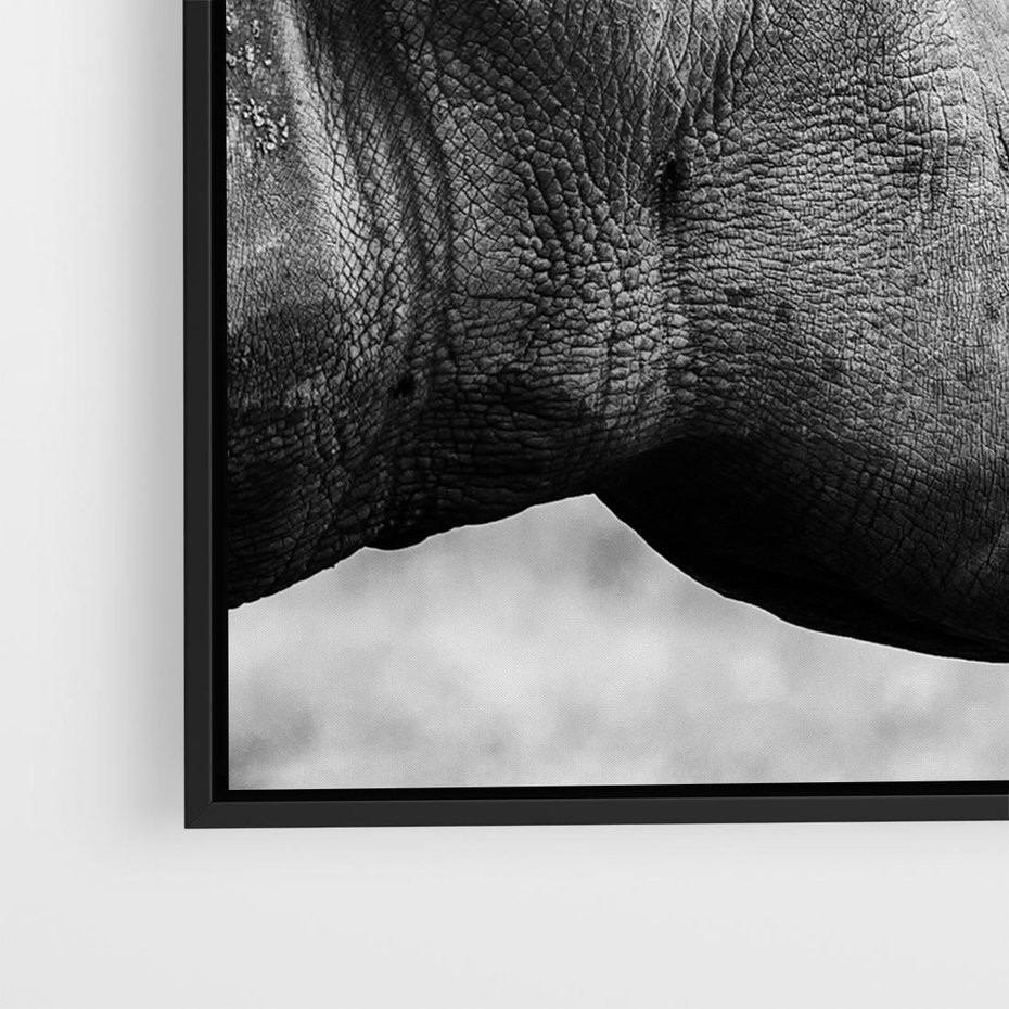 Obraz w ramie 50x50 - Potęga Afryki - czarno biała fotografia, zbliżenie na postać nosorożca - rama czarna
